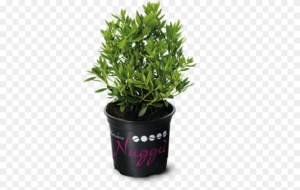 Download Hd Nugget By Bloombux Ideal For Flower Bed Edges Flowerpot, Plant, Herbal, Herbs, Leaf Free Transparent Png