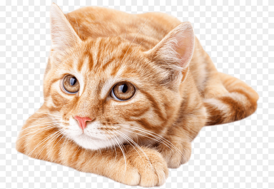 Hd Orangecat Cute Orange Tabby Cat Transparent Orange Tabby Cat Cute, Animal, Mammal, Manx, Pet Free Png Download