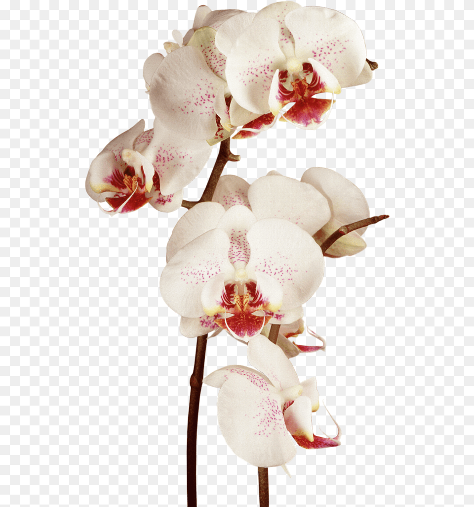 Download Hd Orchid Moon Orchid R Orchid Flowers Clipart Watercolor, Flower, Plant, Rose Png Image