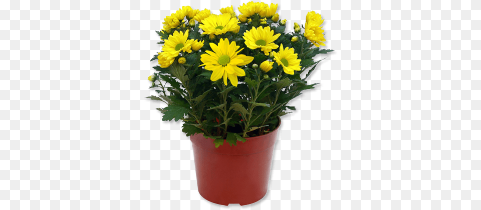 Download Hd Outdoor Potted Plants Yellow Flower Pot, Flower Arrangement, Flower Bouquet, Plant, Potted Plant Png Image