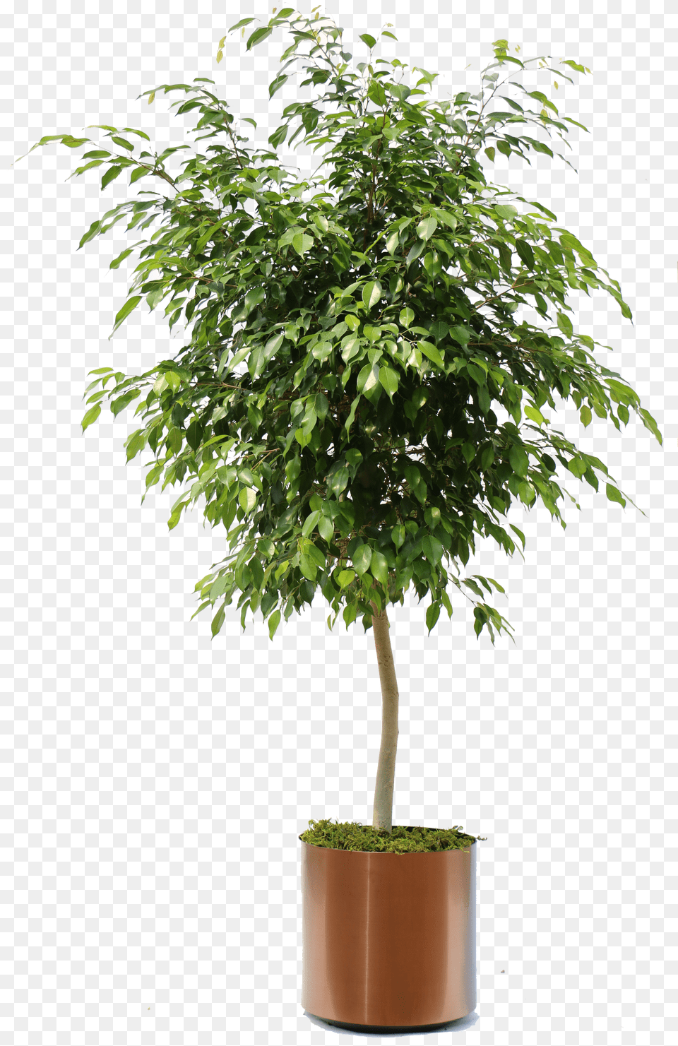 Hd Overview Of The Many Plants We Can Bring To Your Weeping Fig Ficus Benjamina, Leaf, Maple, Plant, Potted Plant Free Png Download