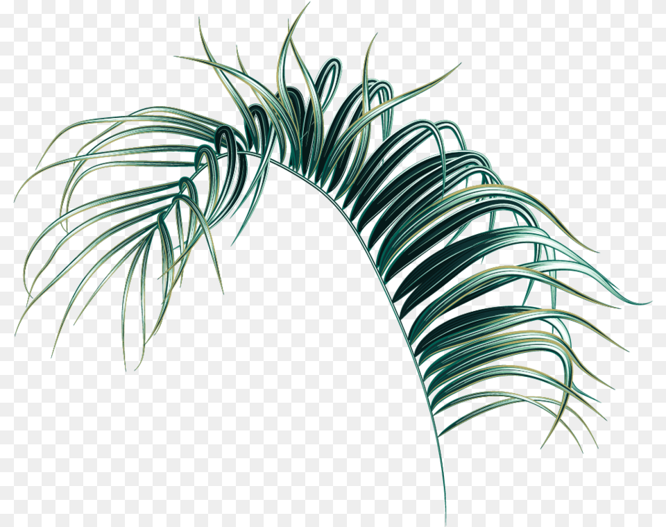 Hd Palm Leaf Transparent Palm Tree Leaf, Accessories, Pattern, Plant, Fractal Free Png Download