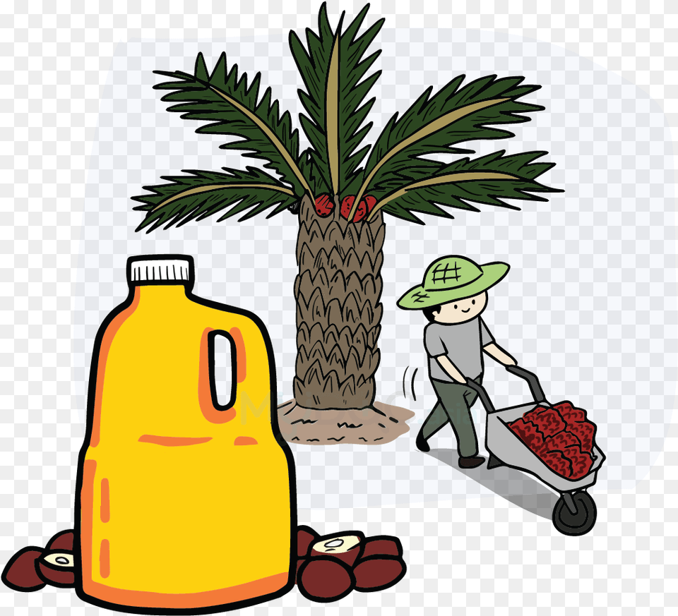 Download Hd Palm Oil Tree Palm Oil Cartoon Clip Art Palm Oil, Plant, Grass, Baby, Person Free Png