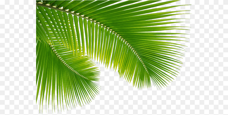 Download Hd Palm Tree Leaf Clip Art Escobar Cleaning Transparent Background Palm Leaves, Palm Tree, Summer, Plant, Vegetation Png