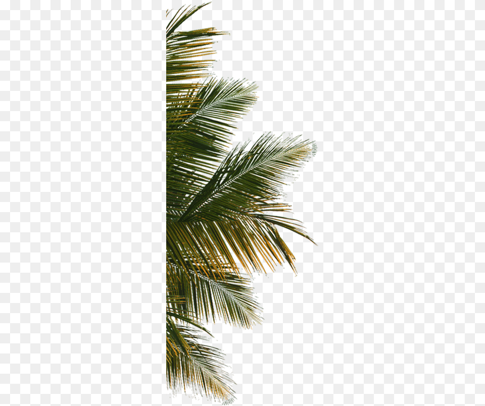 Hd Palm Tree Leaf Coconut Tree Close Up, Palm Tree, Plant, Fern, Vegetation Free Png Download