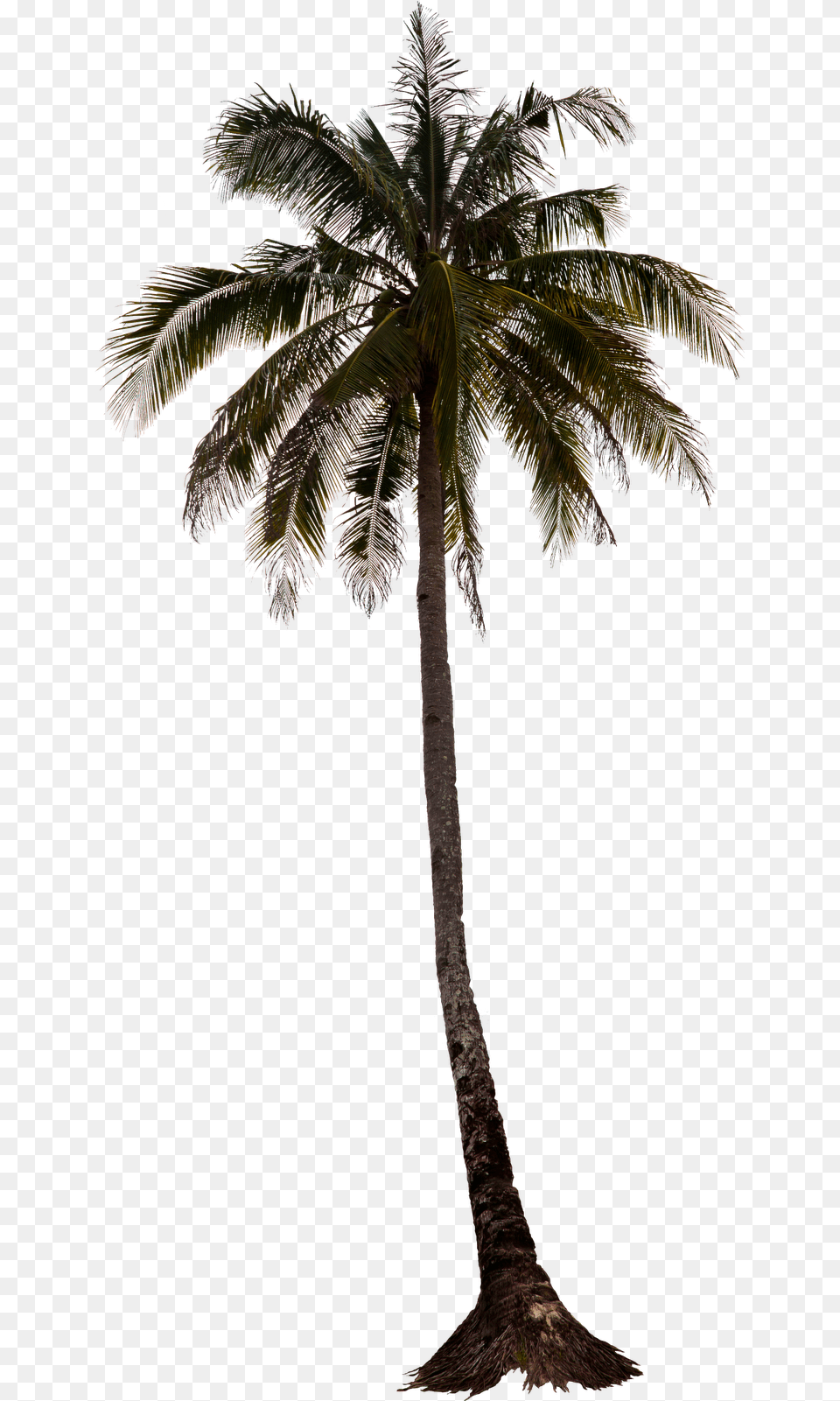 Download Hd Palm Tree Trees Render Palm Tree For Photoshop, Palm Tree, Plant, Leaf, Outdoors Free Transparent Png