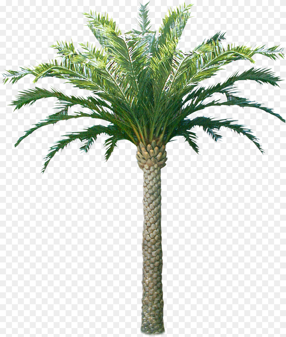Download Hd Palm U0026 Coconut Trees Texture 3d Tree Texture Trees Coconut, Palm Tree, Plant Free Png
