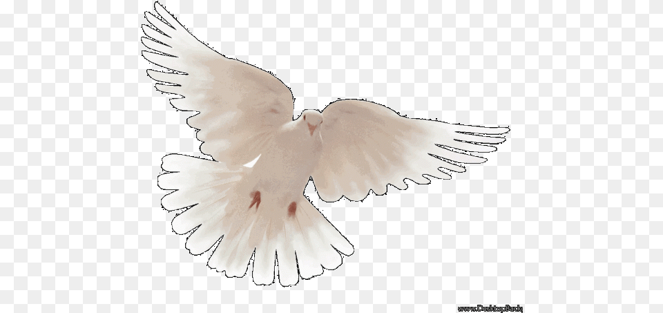 Download Hd Peace Dove Wallpaper Pigeons And Doves Lovely, Animal, Bird, Pigeon Free Transparent Png