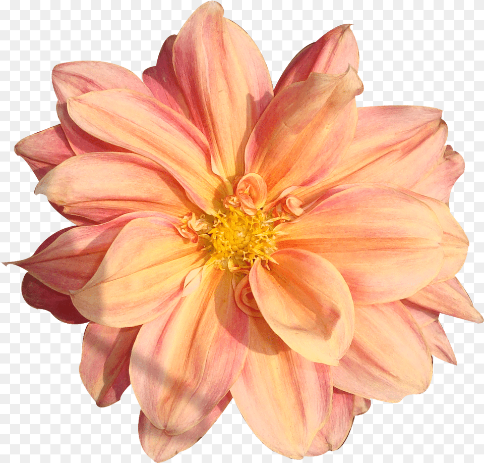 Hd Peach Flower Clipart Real Real Flower, Dahlia, Plant, Petal Free Png Download