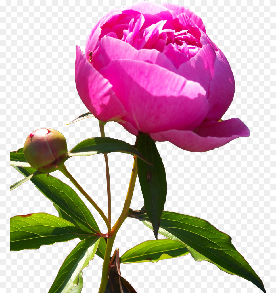 Download Hd Peonies Pfingstrose, Flower, Plant, Rose, Peony Png Image