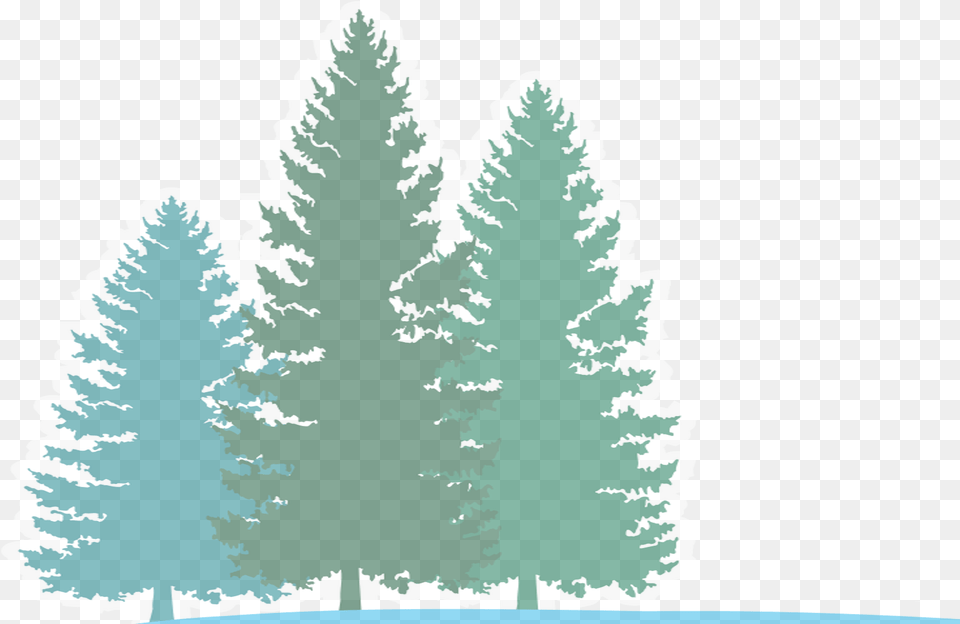 Download Hd Pine River Forest Background Colorado Spruce Christmas Tree, Fir, Plant, Conifer, Face Free Transparent Png