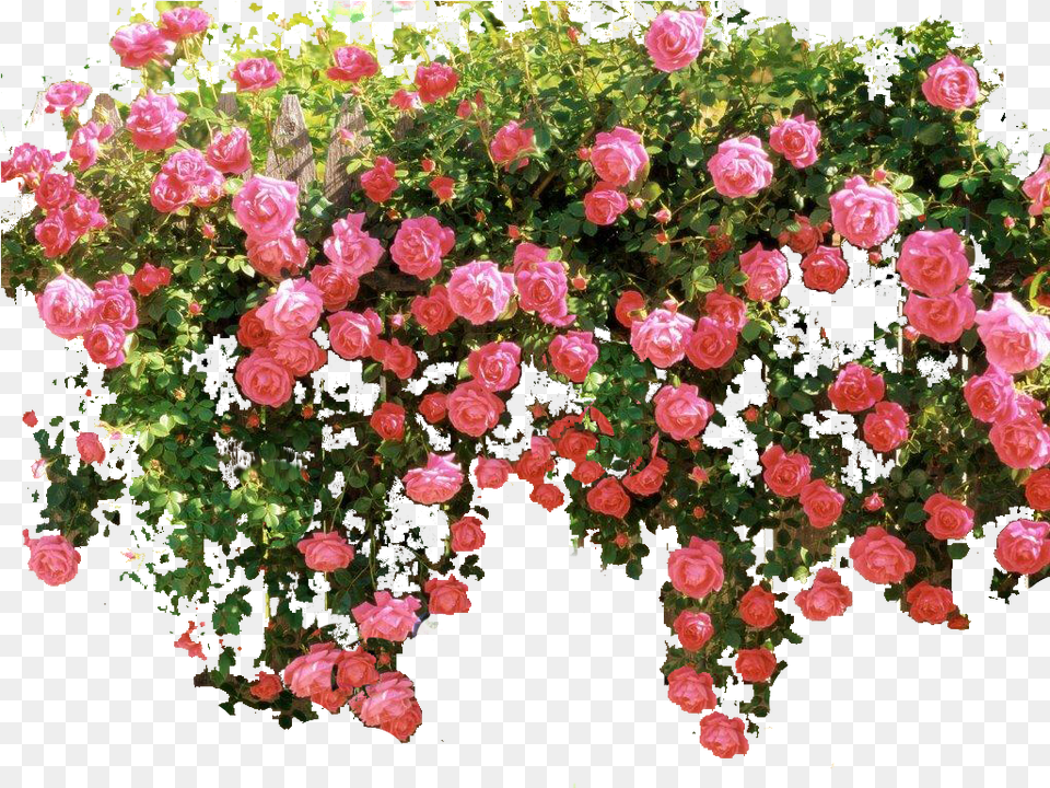 Download Hd Pink Flower Vine Transparent Vine Transparent Pink Rose Bush, Geranium, Plant, Petal, Flower Arrangement Png Image