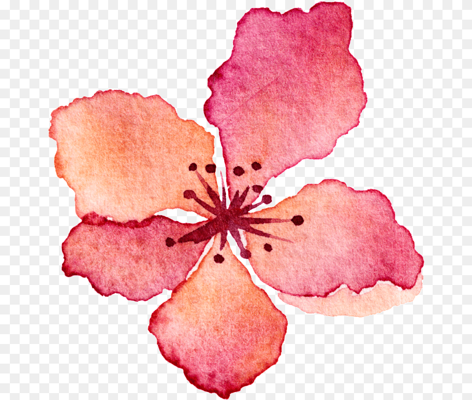 Download Hd Pink Flower Watercolor Hand Drawn Cartoon Watercolor Flowers Petals, Petal, Plant, Rose, Geranium Free Png