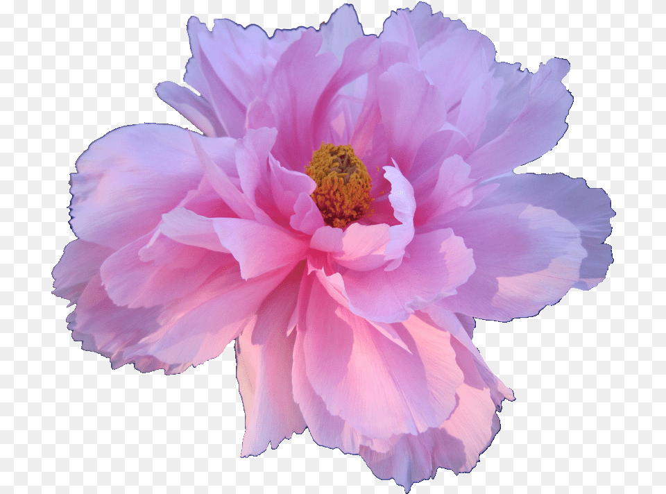Download Hd Pink Peony Paeonia Veitchii Transparent Flowers Aesthetic Flowers Transparent Background, Flower, Plant, Dahlia, Petal Png Image