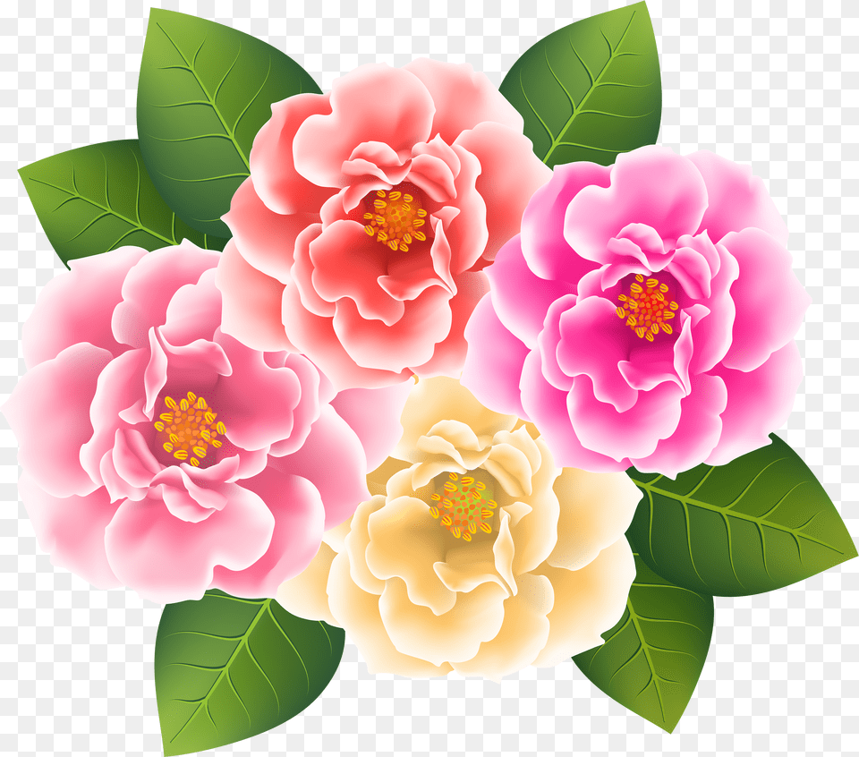 Download Hd Pink Rose Clipart Japanese Transparent Clip Art Camellia Transparent Background Png Image