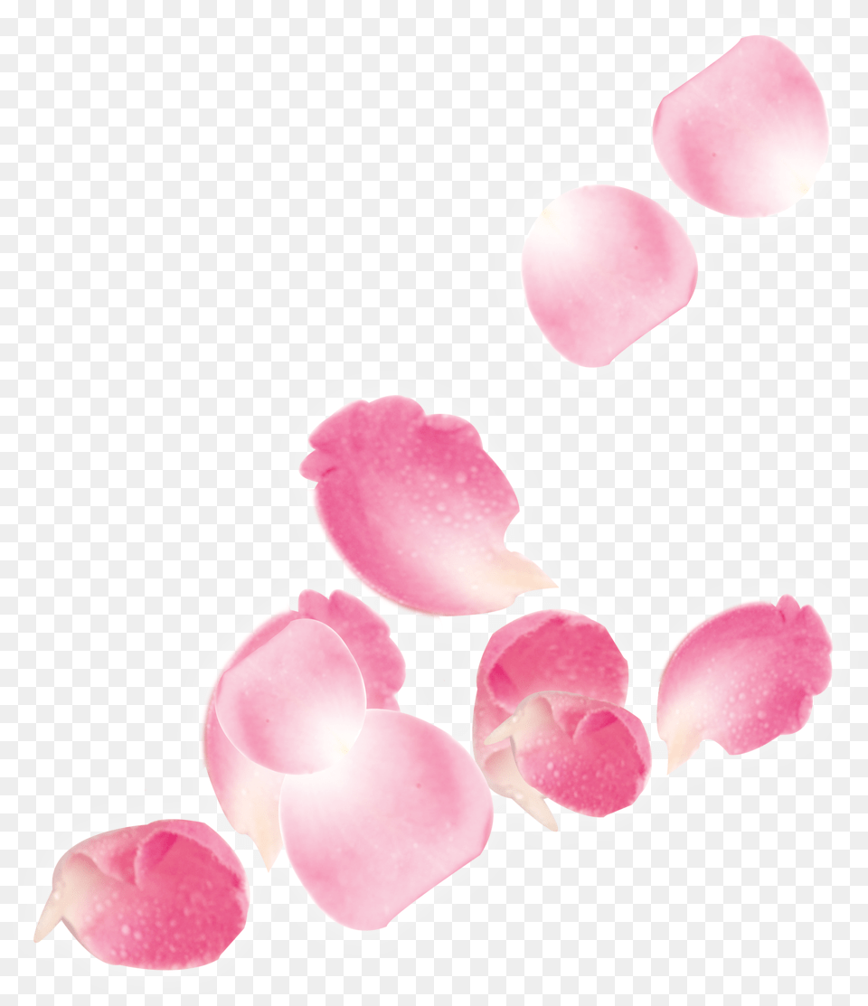Download Hd Pink Rose Petals Falling Pink Rose Petals Pink Rose Petals, Flower, Petal, Plant, Orchid Free Transparent Png