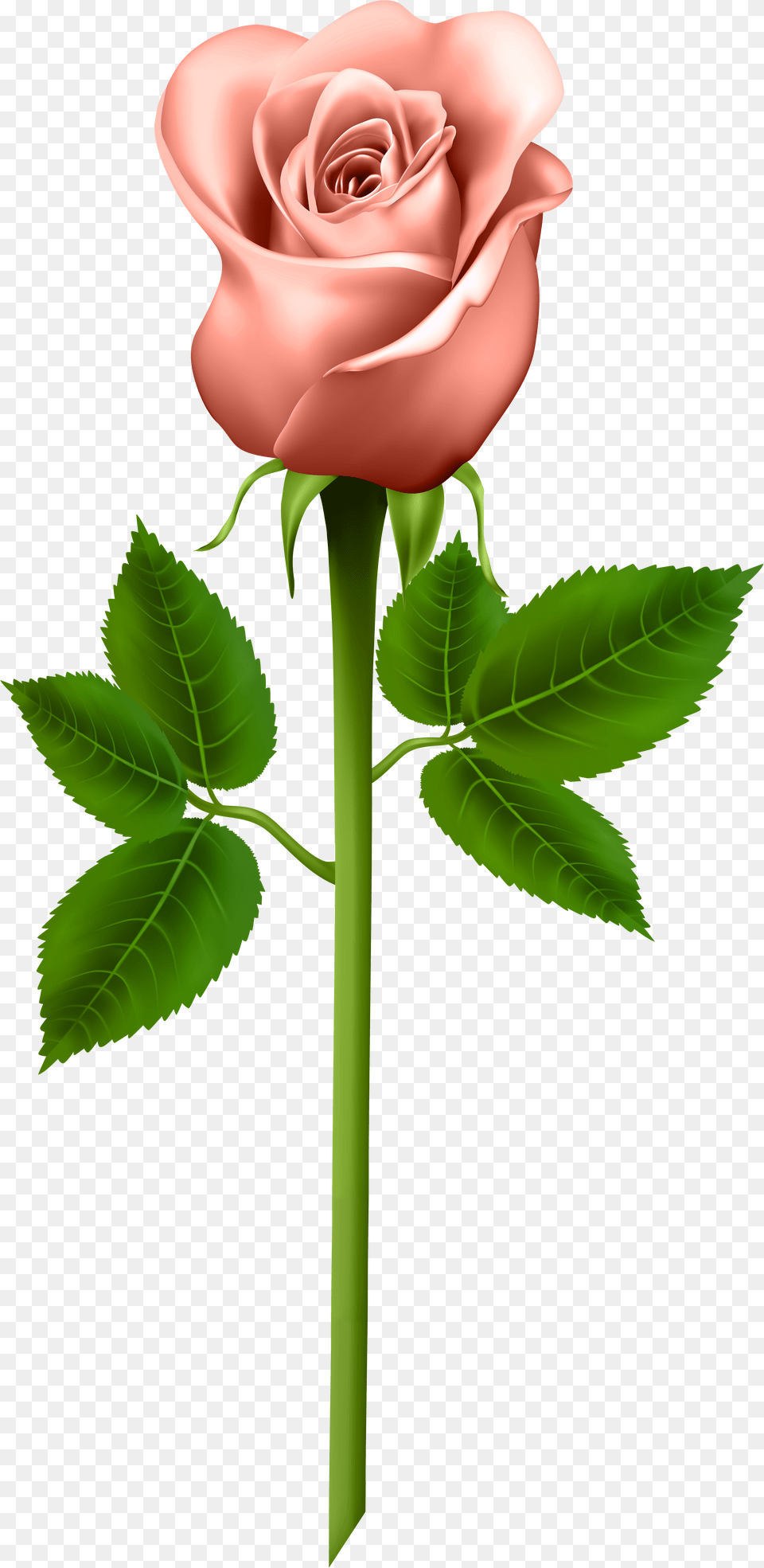 Download Hd Pink Rose With Black Background Information Rose Good Morning Flowers, Flower, Plant Png