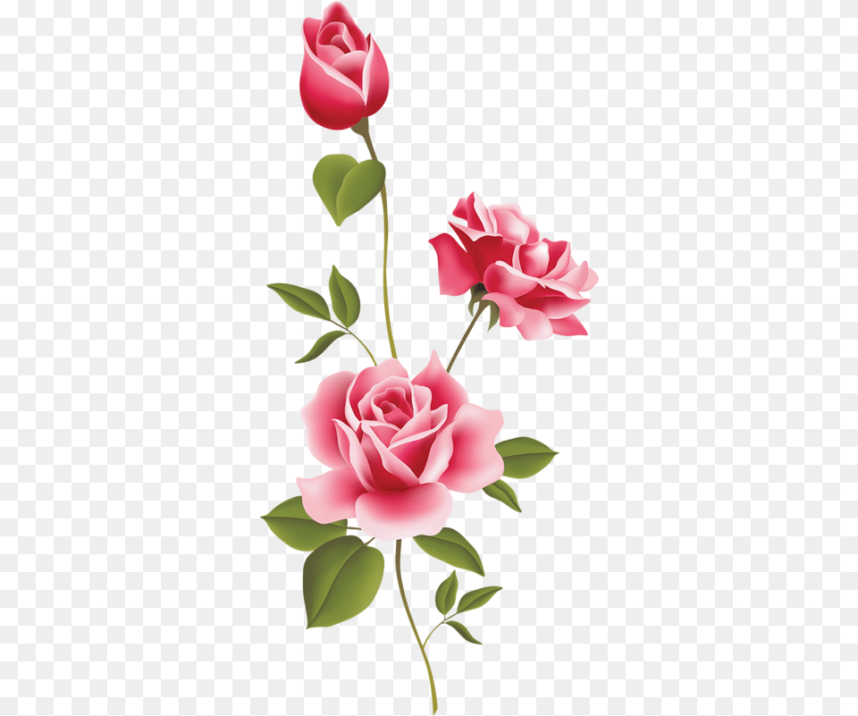 Download Hd Pink Roses Clip Art Rose Clipart Rose Transparent Flower, Plant, Petal Png Image