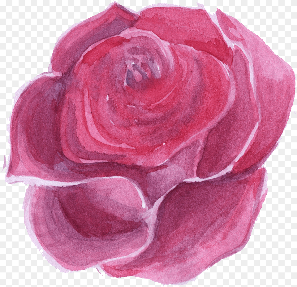 Download Hd Pink Watercolor Flower Lovely, Petal, Plant, Rose Png