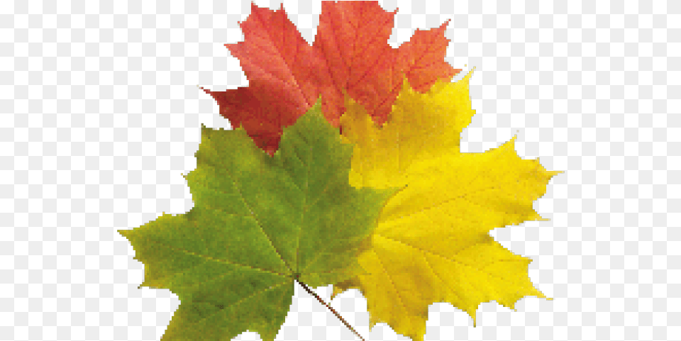 Hd Plane Emoji Transparent Autumn Leaf, Plant, Tree, Maple, Maple Leaf Free Png Download