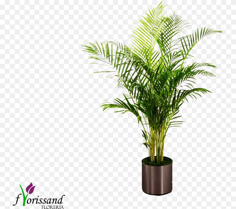 Download Hd Planta Palma Tree In Vase Photoshop, Leaf, Palm Tree, Plant, Potted Plant Png