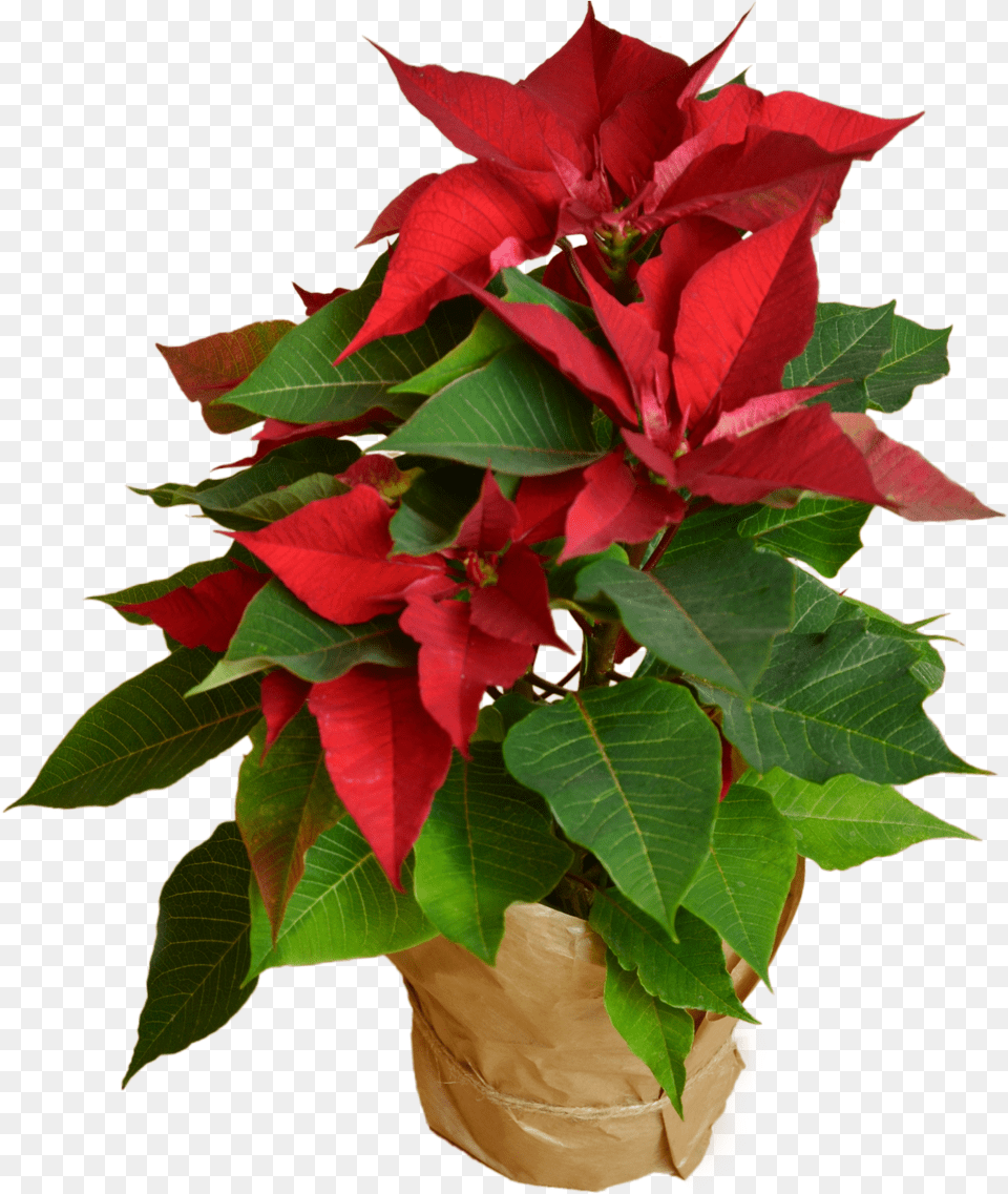 Hd Poinsettia Flower Shop Poinsettia, Flower Arrangement, Flower Bouquet, Leaf, Plant Free Png Download