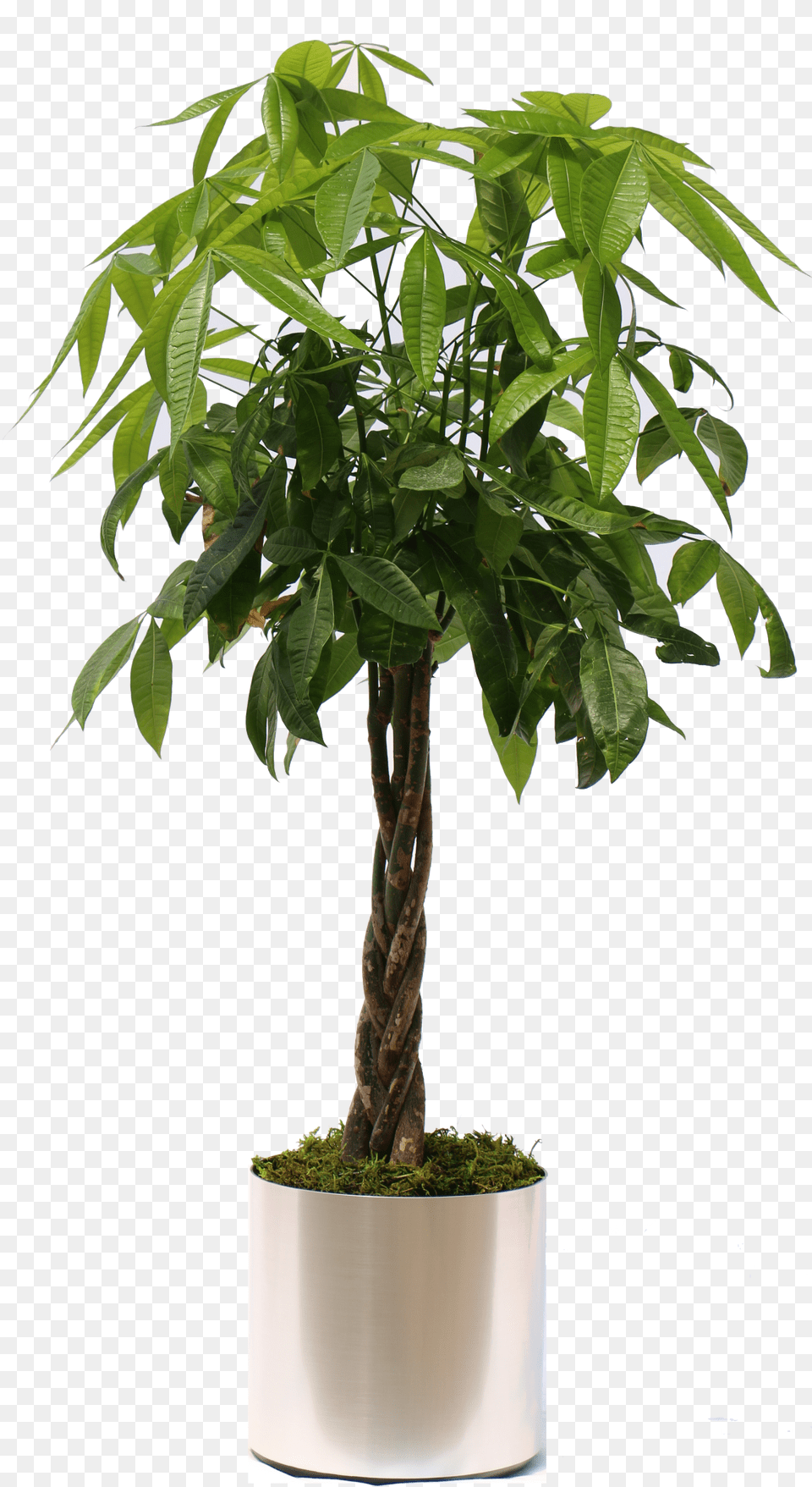 Download Hd Potted Tropical Plants Money Tree Plant, Leaf, Potted Plant, Bonsai Free Transparent Png