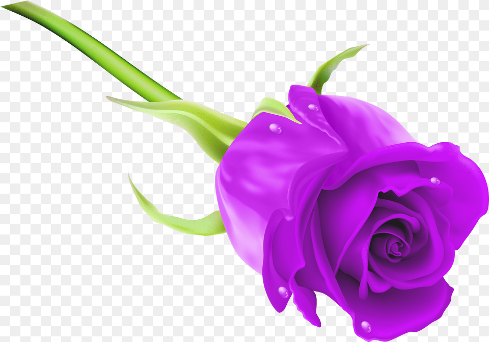 Download Hd Purple Rose Clipart Puple Purple Rose Clipart Rose Full Hd Free Transparent Png