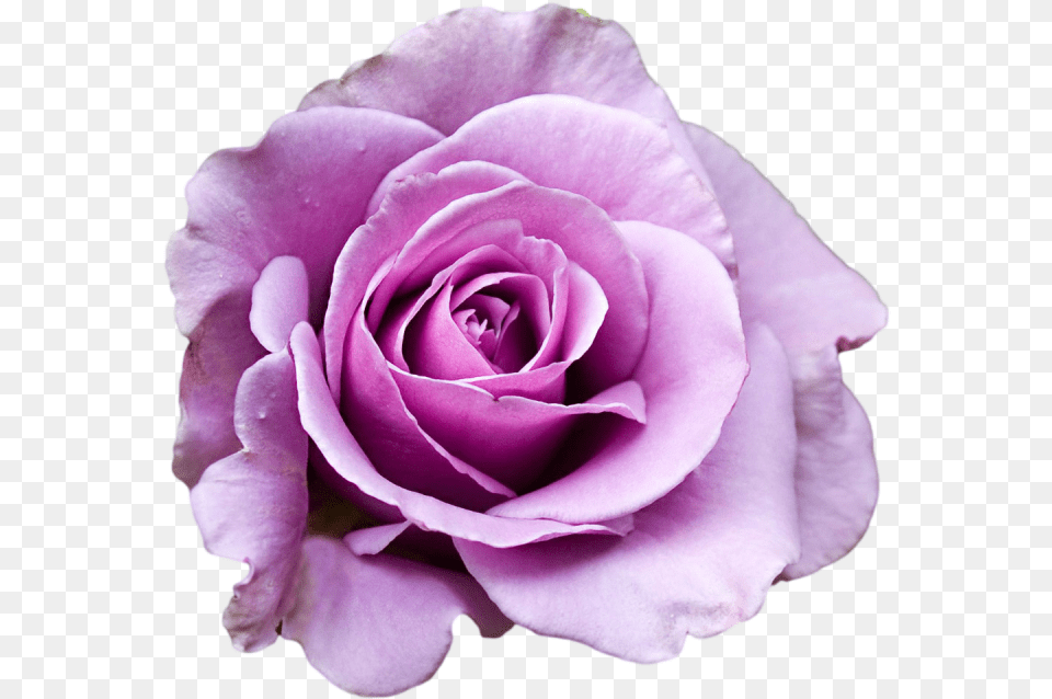 Hd Purple Rose Clipart Tumblr Purple Rose Background Flower Purple, Plant, Petal Free Png Download