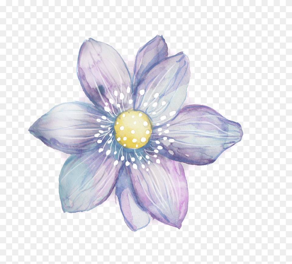 Download Hd Purple White Petals Purple Watercolor Flowers Clipart, Anemone, Flower, Plant, Anther Png Image