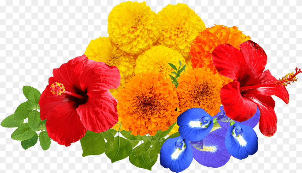 Download Hd Real Flowers For Kids Puja Flower, Plant, Petal, Hibiscus, Geranium Png