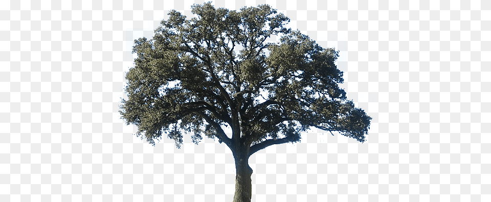 Download Hd Realistic Clipart Oak Tree Oak Tree Oak Tree, Plant, Sycamore, Tree Trunk Png Image