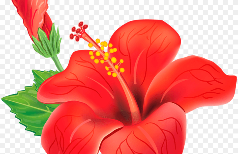 Download Hd Red Exotic Flower Clipart Picture Moana Red Tropical Flowers, Hibiscus, Plant, Anther Free Png