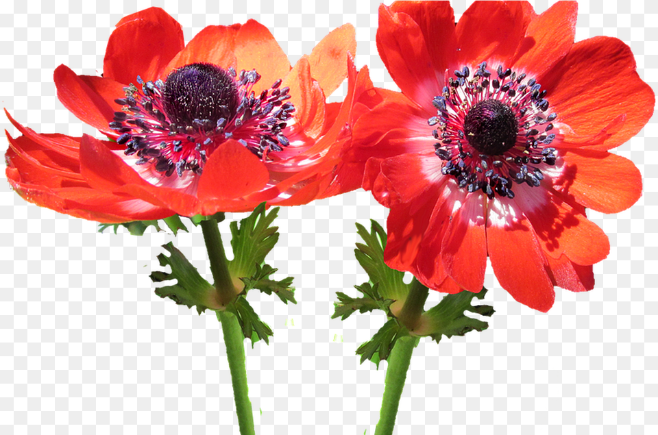 Download Hd Red Flower Anemone Red Anemone, Plant, Pollen, Anther Free Png
