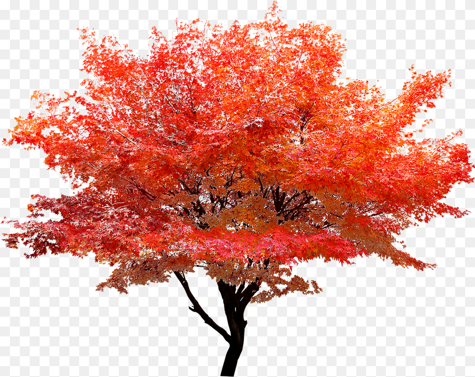 Hd Red Maple Maple Tree Free Png Download