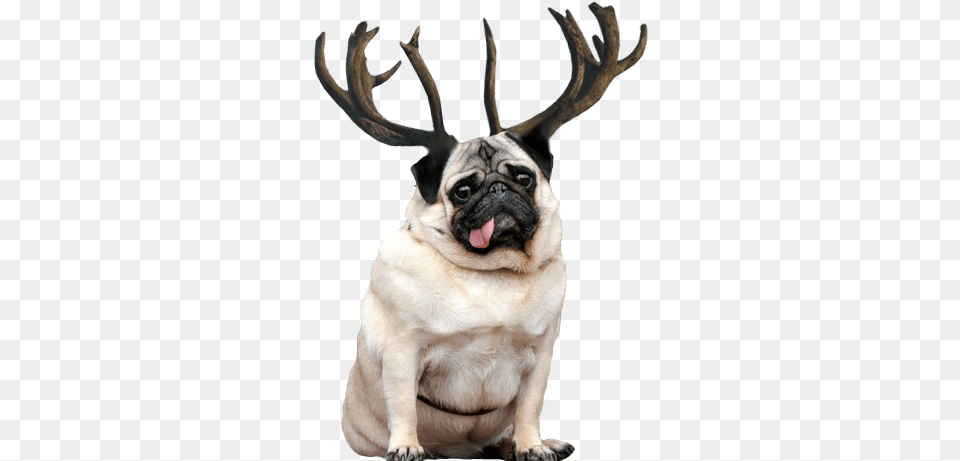 Download Hd Reindeer Antlers Tumblr Fat And Thin Fat And Thin Animals, Animal, Canine, Mammal, Pet Free Png