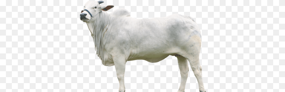 Download Hd Related Wallpapers Boi, Animal, Bull, Cattle, Livestock Png