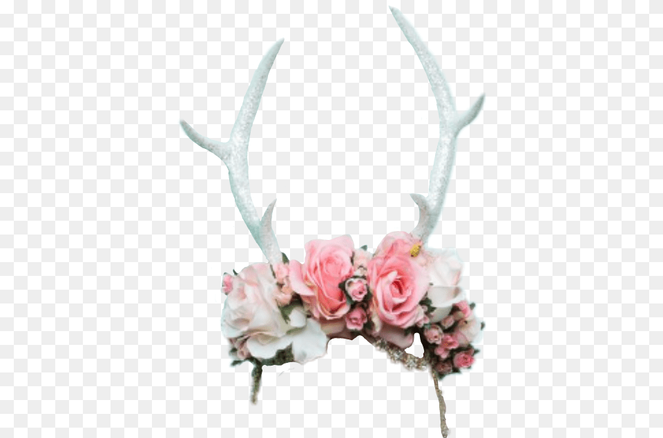 Download Hd Report Abuse Flower Crown Antlers Antler Flower Crown, Rose, Plant, Flower Arrangement, Accessories Png