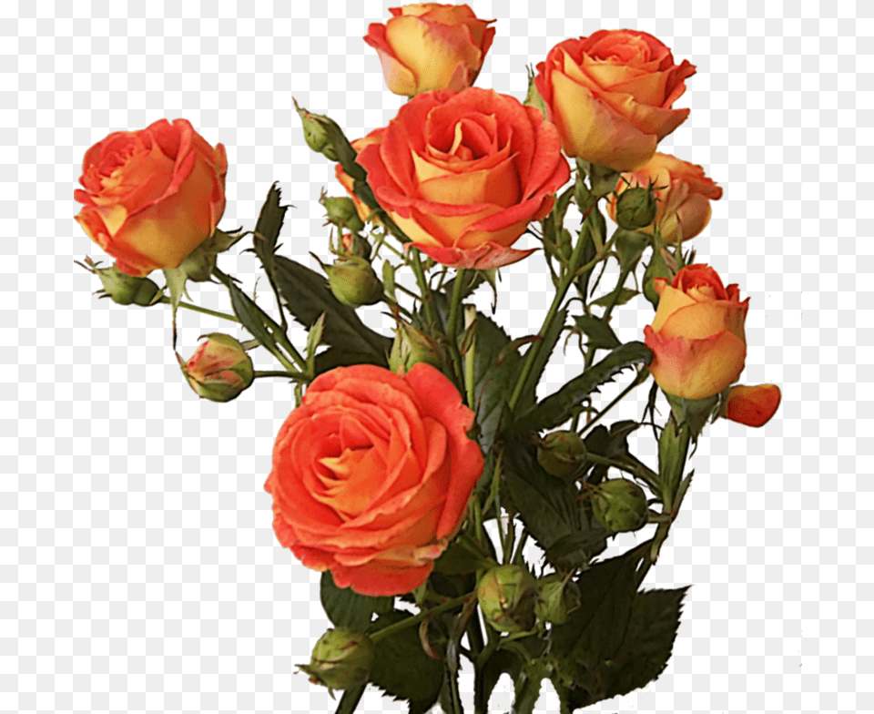 Download Hd Rose Bunch Image Rose Flower Bunch, Flower Arrangement, Flower Bouquet, Plant Png