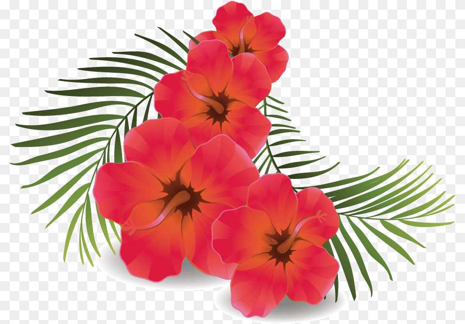 Download Hd Rose Flower Hibiscus Flower Hibiscus Flower Background, Flower Arrangement, Geranium, Petal, Plant Png
