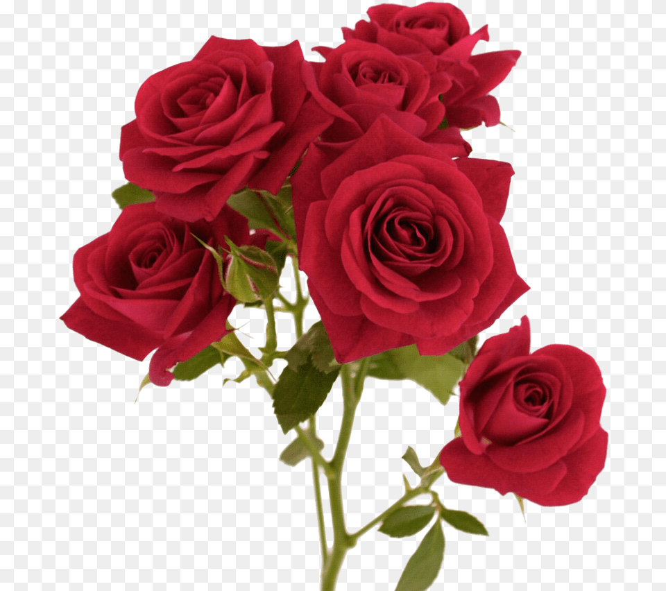 Download Hd Rose Image With Transparent Red Colour Hd Flowers, Flower, Plant, Flower Arrangement, Flower Bouquet Png