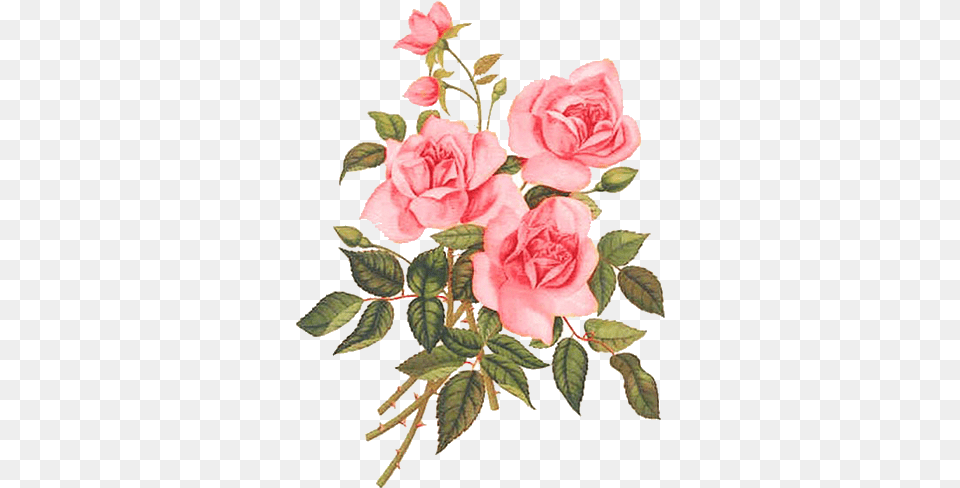 Hd Rose Paintings Watercolor Flowers Flower Rosas Flores Vintage, Plant, Pattern Free Png Download