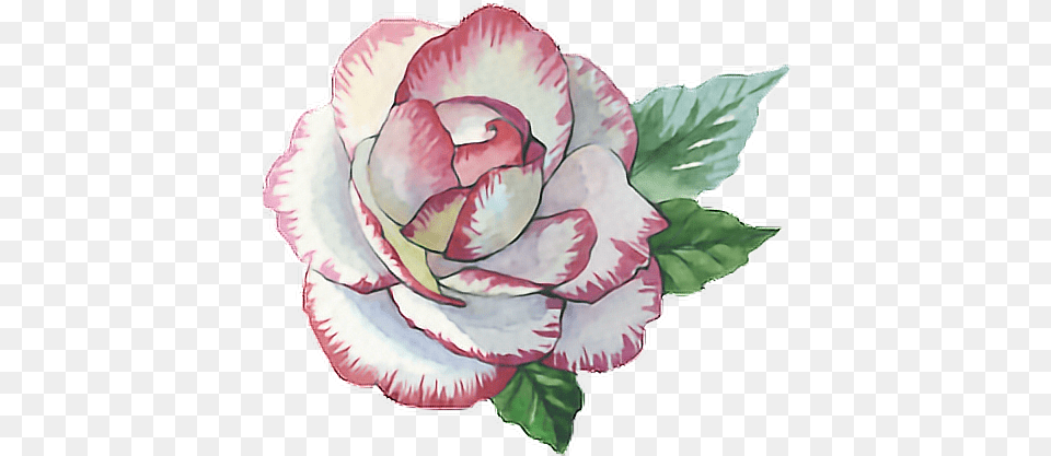 Hd Rose Roses Paint Watercolor Watercolour Flower Hybrid Tea Rose, Plant, Carnation, Art Free Png Download