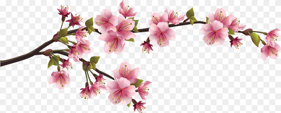 Download Hd Sakura Cherry Blossom Branch Cherry Blossom Chinese Flower, Plant, Petal, Geranium, Anther Png Image