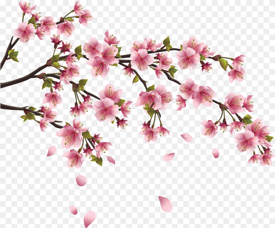 Download Hd Sakura Image Background Cherry Blossom Chinese Flower Drawing, Geranium, Petal, Plant, Cherry Blossom Free Transparent Png