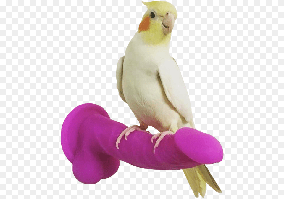 Download Hd Samoa Joe Dirt Bird Perched On Dildo Bird Perched On Dildo, Animal, Parakeet, Parrot Free Transparent Png