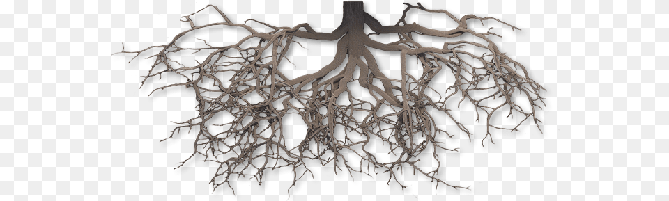 Download Hd Scientific Medical Roots Tree Transparent, Plant, Root, Chandelier, Lamp Png