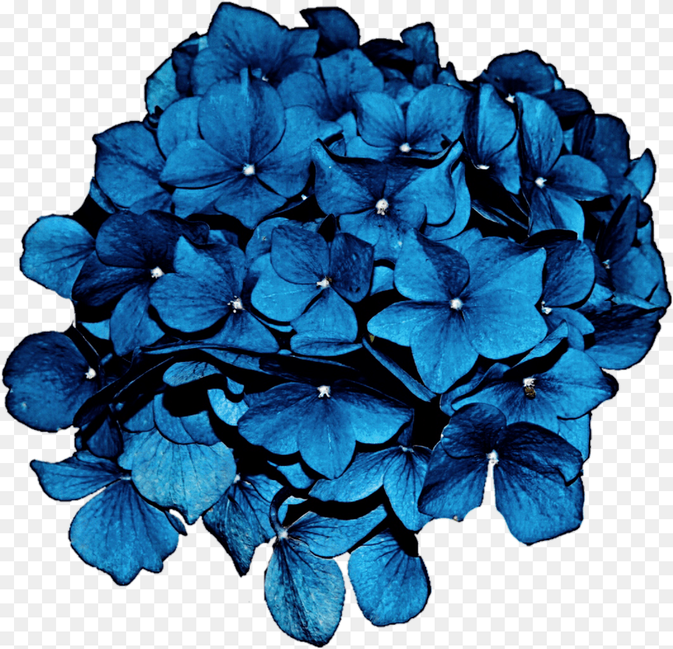 Download Hd Sea Blue Hydrangea Clipart Blue Hydrangea, Flower, Geranium, Plant Png Image