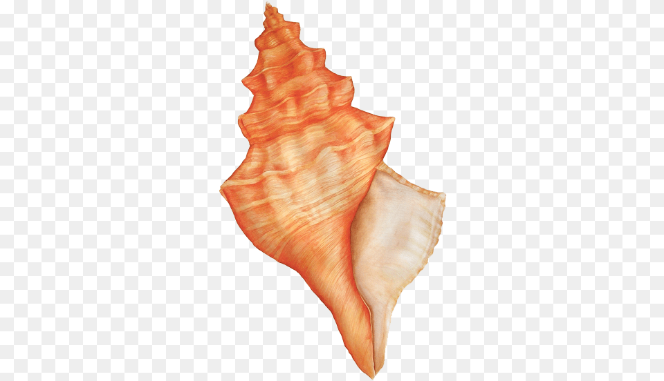 Download Hd Sea Shells Watercolor Transparent Image Concha Do Mar, Animal, Invertebrate, Sea Life, Seashell Free Png