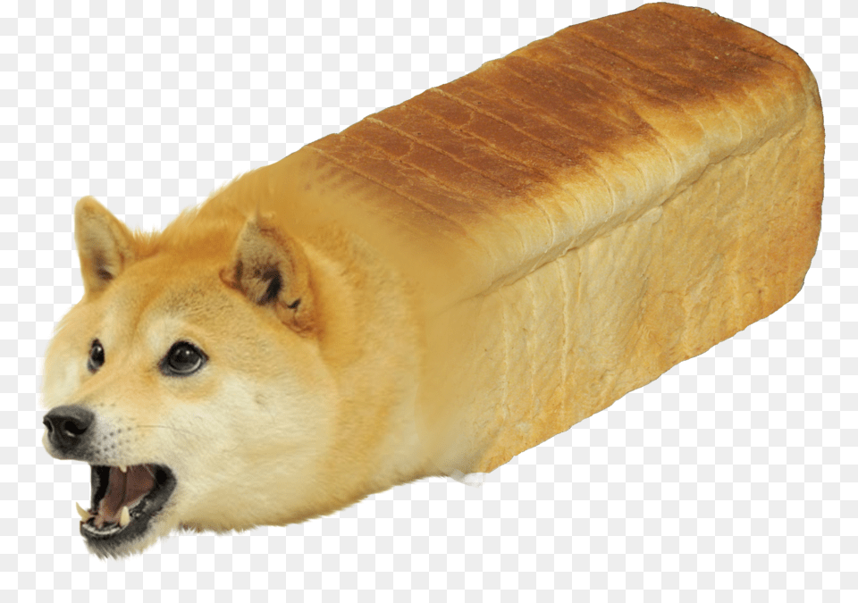 Download Hd Shiba Inu Doge Youtube Doge Dog Breed, Bread, Food, Animal, Canine Free Png